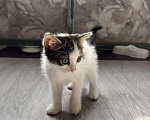 Кошки в других городах Башкортостана: Котенок мальчик Мальчик, Бесплатно - фото 2