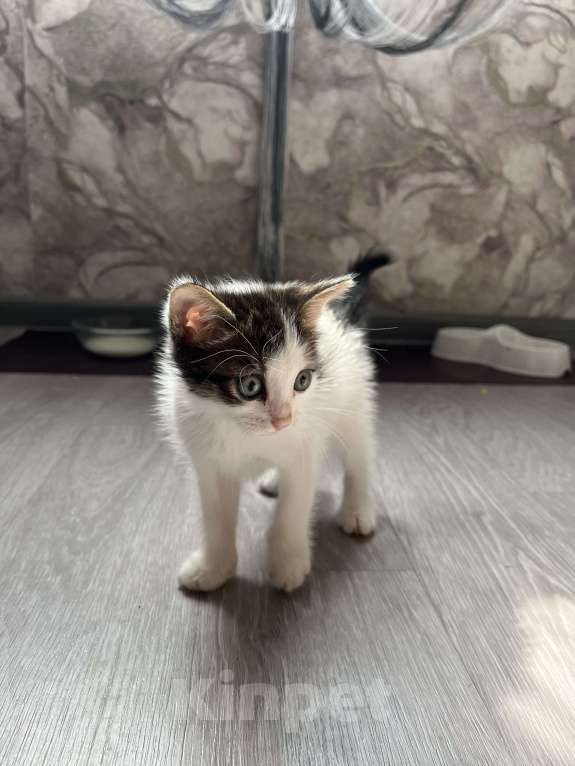 Кошки в других городах Башкортостана: Котенок мальчик Мальчик, Бесплатно - фото 2