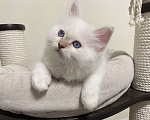 Кошки в Москве: Абиба бирманский котенок девочка Девочка, Бесплатно - фото 8