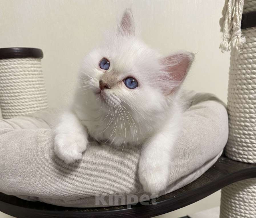 Кошки в Москве: Абиба бирманский котенок девочка Девочка, Бесплатно - фото 8