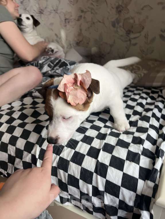 Собаки в Рязани: Мишель  Девочка, 25 000 руб. - фото 4