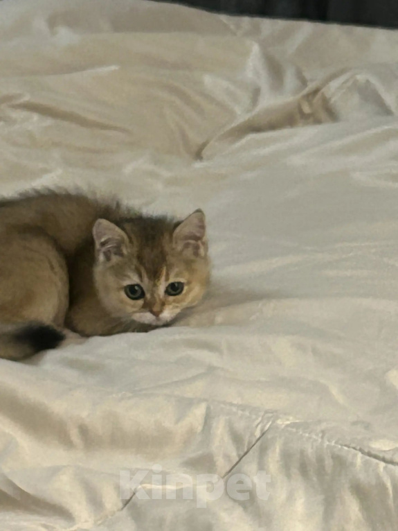 Кошки в Москве: Британские котята. Девочка, 15 000 руб. - фото 3