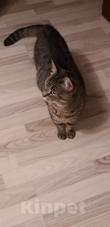 Кошки в Санкт-Петербурге: Отдам Девочка, Бесплатно - фото 2