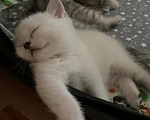 Кошки в Москве: Шотландский прямоухий котенок серебристая шиншилла Девочка, Бесплатно - фото 9