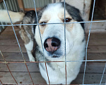 Собаки в Гатчине: Собака по имени Мия ищет добрые руки Девочка, Бесплатно - фото 3