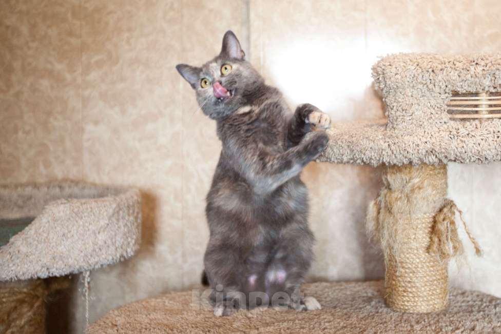 Кошки в Москве: Кошка голубо-кремового окраса в добрые руки  Девочка, Бесплатно - фото 8