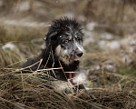Собаки в Москве: Голубоглазый добрый мальчик Барошка 6 месяцев  Мальчик, 100 руб. - фото 5