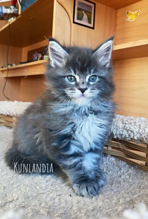 Кошки в Екатеринбурге: мальчик полидакт Мальчик, Бесплатно - фото 1