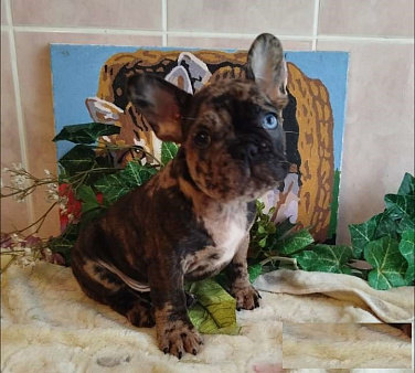 Французский бульдог 