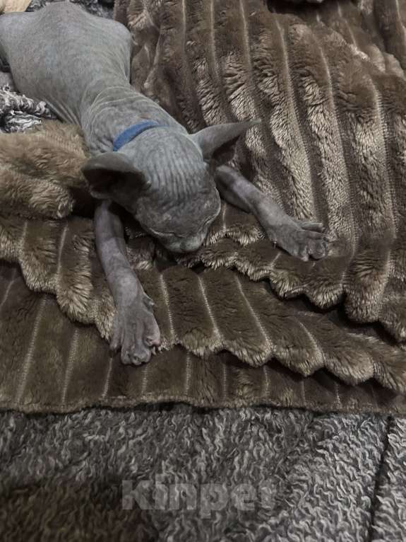 Кошки в Москве: Синий Мальчик, 20 000 руб. - фото 3