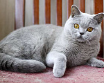 Кошки в Москве: Британский голубой котик, очень ласковый. Мальчик, 60 000 руб. - фото 3
