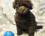 Собаки в Долгопрудном: Щенок пудель той коричневый мальчик Янг Фешен Мальчик, 200 000 руб. - фото 3