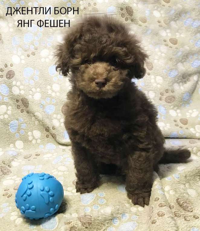 Собаки в Долгопрудном: Щенок пудель той коричневый мальчик Янг Фешен Мальчик, 200 000 руб. - фото 3