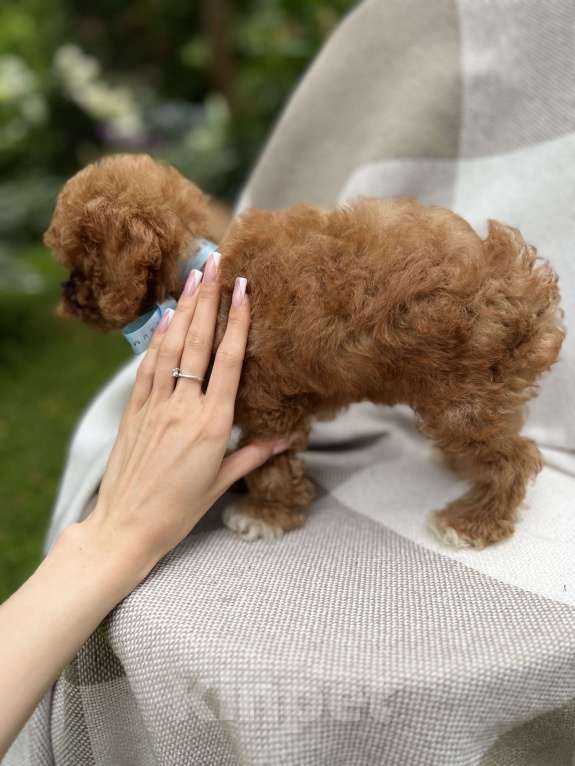 Собаки в Москве: Щенки мальтипу Мальчик, 220 000 руб. - фото 6