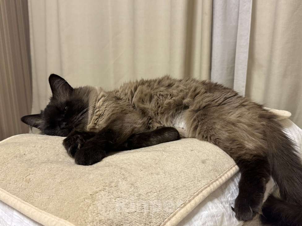 Кошки в Чебоксарах: Сиамская пушистая в добрые руки Девочка, Бесплатно - фото 5