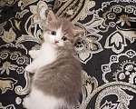Кошки в Подольске: Котята  Девочка, 1 500 руб. - фото 1