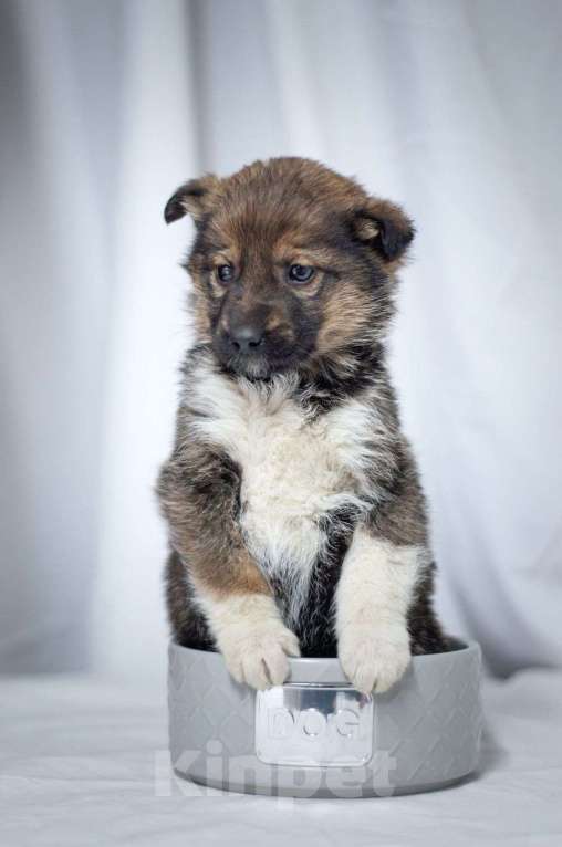 Собаки в Ногинске: Щенок девочка в добрые руки Девочка, Бесплатно - фото 1