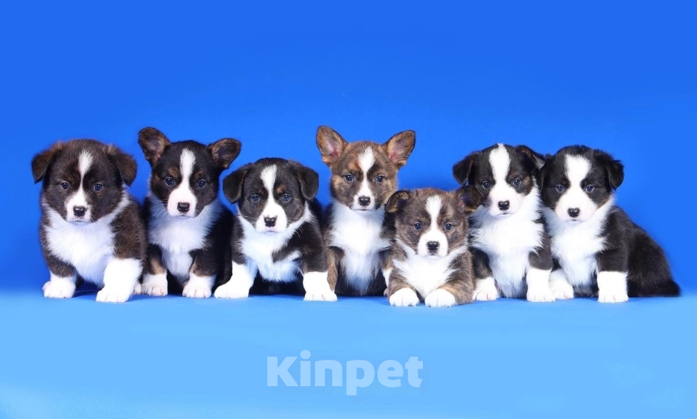 Собаки в Курске: Вельш корги кардиган Мальчик, 50 000 руб. - фото 6