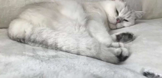 Кошки в Лыткарино: Кошка в добрые руки Девочка, Бесплатно - фото 3