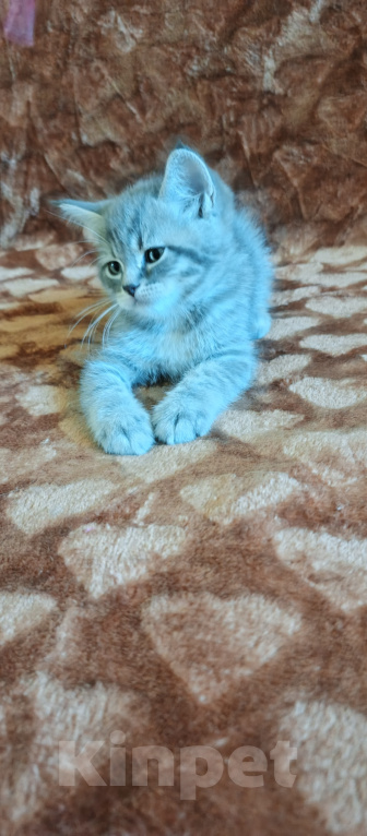 Кошки в Севастополе: Шотландский прямоухий котёнок Мальчик, 13 000 руб. - фото 4
