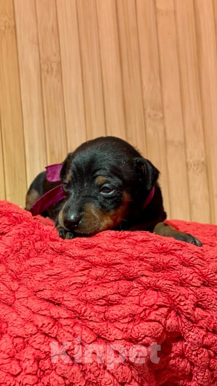 Собаки в Чехове: Великолепные щенки цверг пинчера, мини добермана Мальчик, 40 000 руб. - фото 3