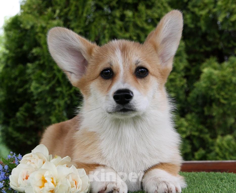 Собаки в Самаре: Корги девочки Девочка, 50 000 руб. - фото 3