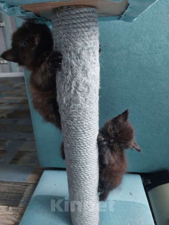 Кошки в Нижнем Новгороде: Ищет свой дом Девочка, 5 руб. - фото 3