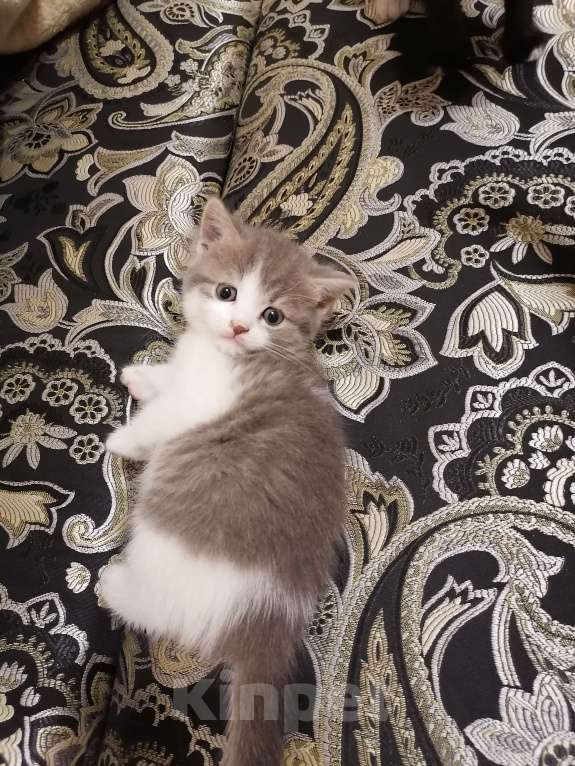 Кошки в Подольске: Котята  Девочка, 1 500 руб. - фото 1