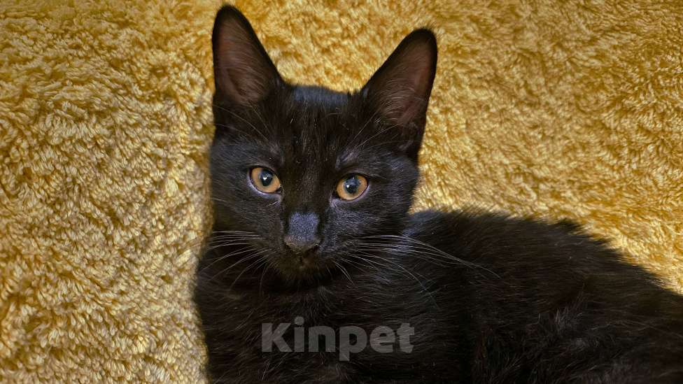 Кошки в Москве: Самый ручной котенок Мускат Мальчик, Бесплатно - фото 2