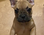 Собаки в Санкт-Петербурге: Шикарный мальчик французского бульдога  Мальчик, 45 000 руб. - фото 3