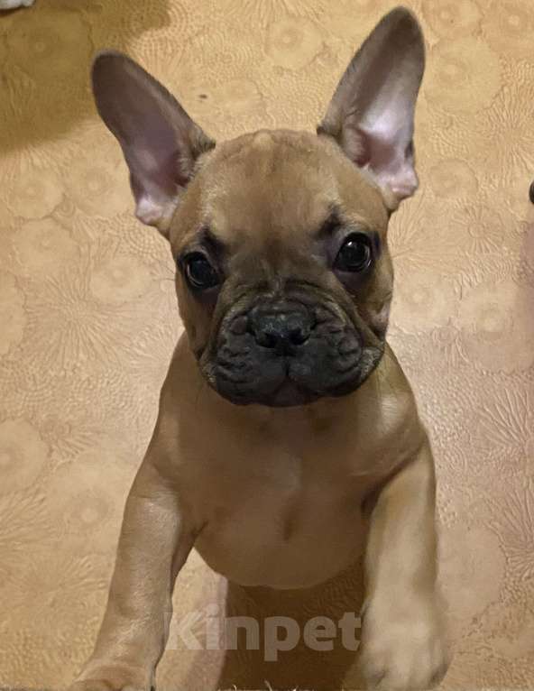 Собаки в Санкт-Петербурге: Шикарный мальчик французского бульдога  Мальчик, 45 000 руб. - фото 3