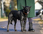 Собаки в Москве: Ника – молодая черная красавица, ищет дом! Девочка, Бесплатно - фото 4