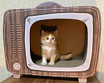 Кошки в Москве: Котята манчкин Разнополые, Бесплатно - фото 1