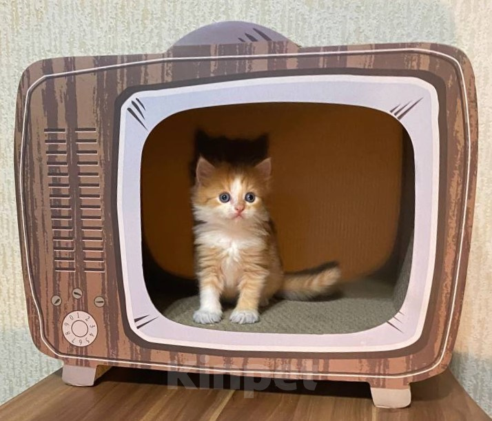 Кошки в Москве: Котята манчкин Разнополые, Бесплатно - фото 1