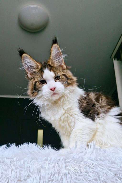 Кошки в Тюмени: котенок мейн кун голубые глаза Девочка, 45 000 руб. - фото 1