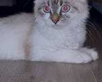 Кошки в Липецке: Котенок в добрые руки Девочка, Бесплатно - фото 1
