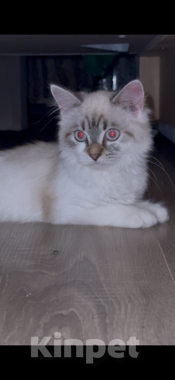 Кошки в Липецке: Котенок в добрые руки Девочка, Бесплатно - фото 1