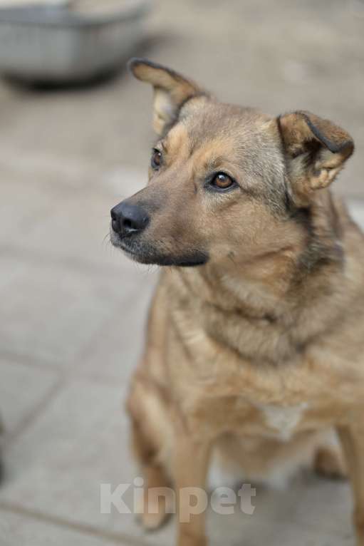 Собаки в Красногорске: Маленькая молодая собачка Каштанка ждёт в приюте своего хозяина Девочка, Бесплатно - фото 6
