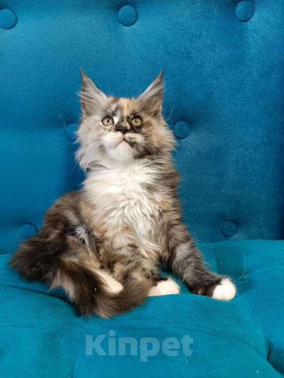 Кошки в Котельнике: Мейн-кун котёнок Девочка, 27 000 руб. - фото 3