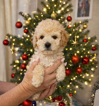 Щенок мальтипу ф1 мальчик