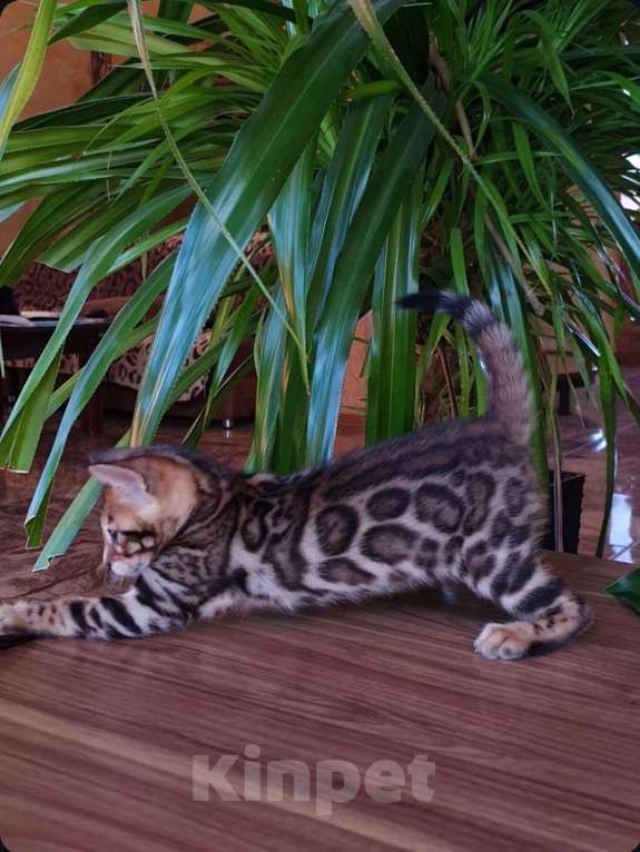 Кошки в Москве: Бенгальская девочка Девочка, 90 000 руб. - фото 2