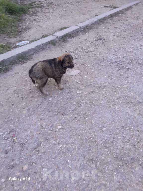 Собаки в Севастополе: Щенки ищут хозяев, хозяина, хозяйку Девочка, Бесплатно - фото 7