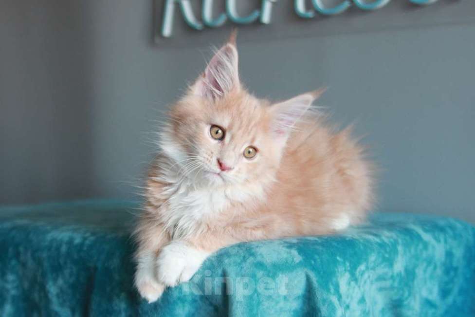 Кошки в Екатеринбурге: У всех хорошие,  а у нас лучшие. Котята мейн-кун Девочка, 15 000 руб. - фото 4