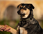 Собаки в Санкт-Петербурге: Киви из приюта в добрые руки Девочка, Бесплатно - фото 2
