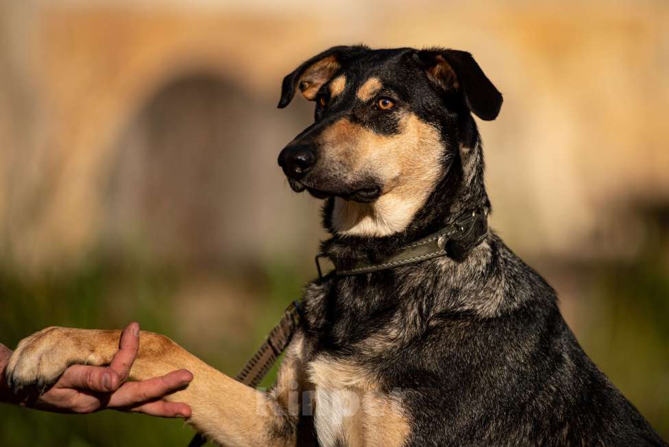 Собаки в Санкт-Петербурге: Киви из приюта в добрые руки Девочка, Бесплатно - фото 2