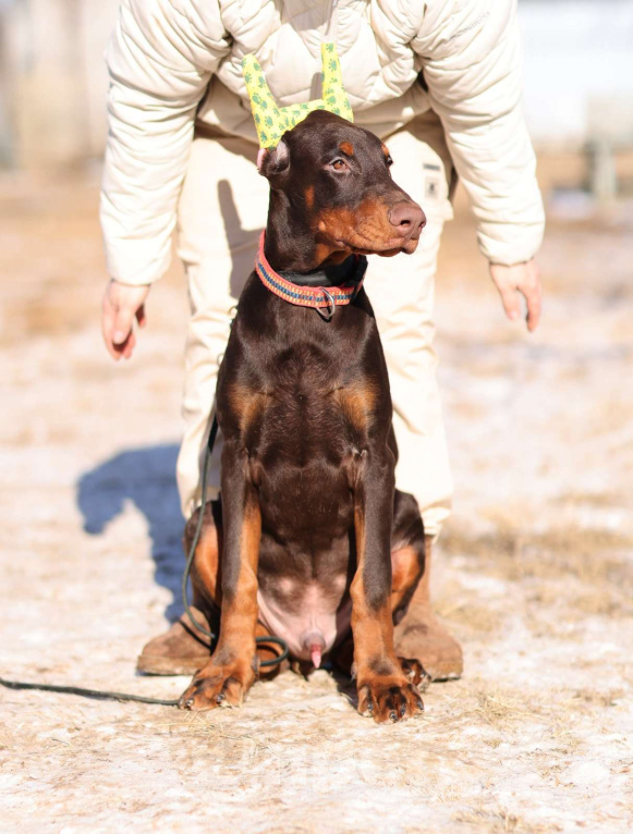 Собаки в Клине: Доберман, кобель, 4 месяца Мальчик, 100 000 руб. - фото 3
