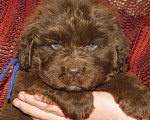 Собаки в Санкт-Петербурге:  коричневые щенки Мальчик, 60 000 руб. - фото 1