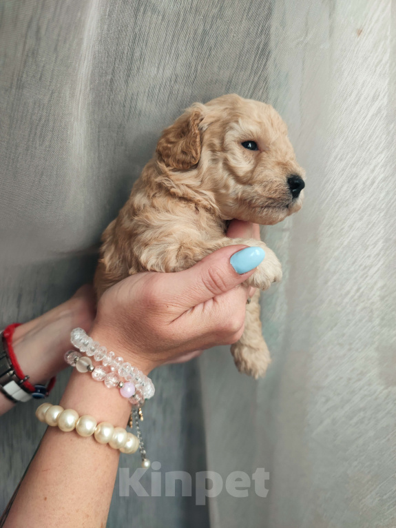 Собаки в Москве: Щенки мальтипу  Мальчик, 53 000 руб. - фото 4