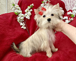 Собаки в Москве: Золотой йорк голддаст мини девочка Девочка, 60 000 руб. - фото 6