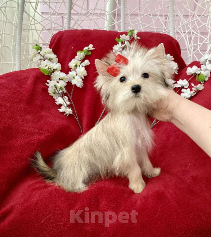 Собаки в Москве: Золотой йорк голддаст мини девочка Девочка, 60 000 руб. - фото 6